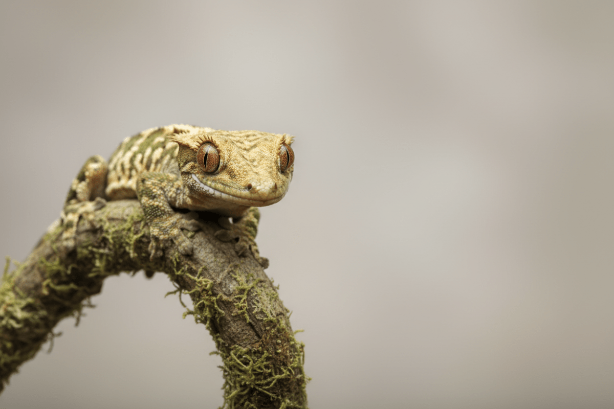 Crested Gecko Care Guide - Reptiles By Post