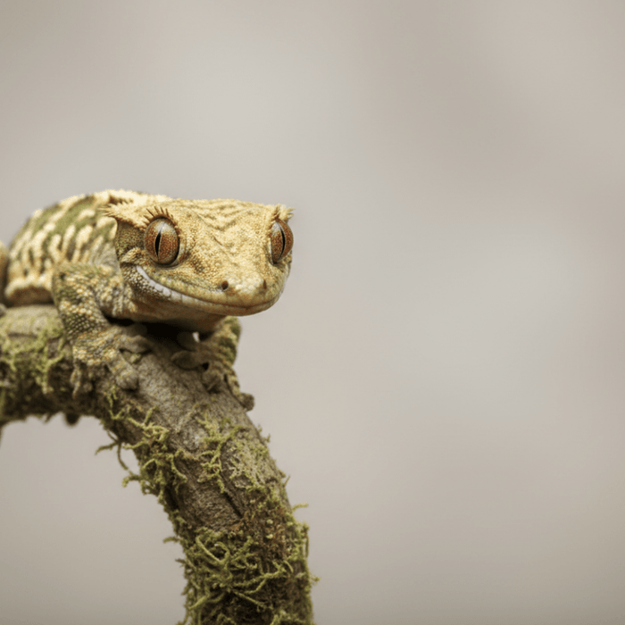 Crested Gecko Care Guide - Reptiles By Post