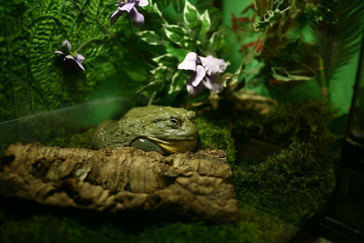 Top 5 Must-Have Decor Items for Your Terrarium - Reptiles By Post