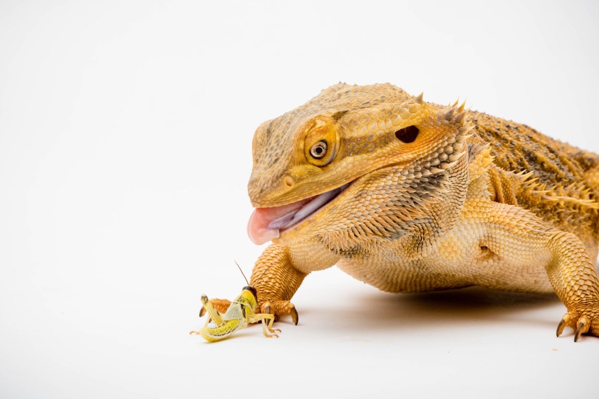 Your Bearded Dragon's Diet - Why variety is key! - Reptiles By Post
