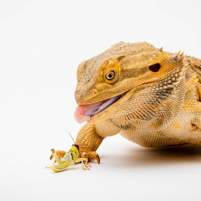 Your Bearded Dragon's Diet - Why variety is key! - Reptiles By Post