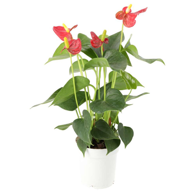 PR Live plant. Flamingo Flower (Medium)