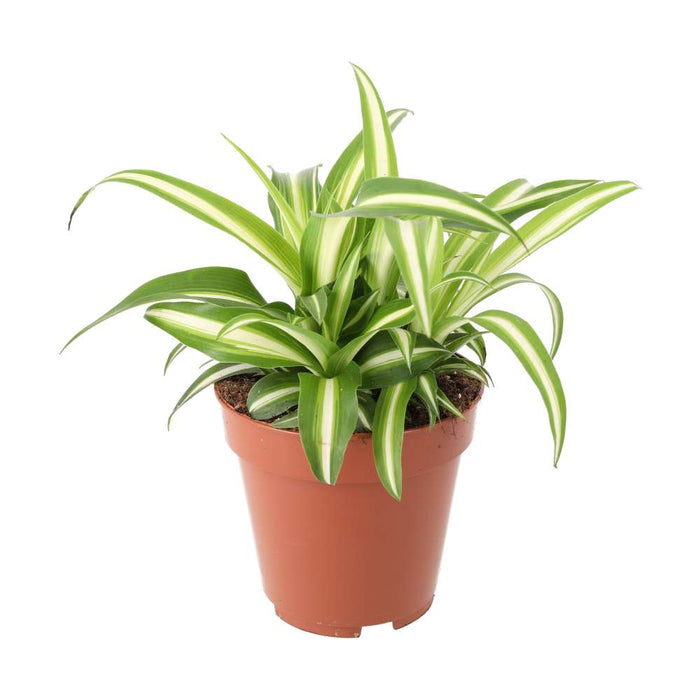 PR Live plant. Spider plant (Large)