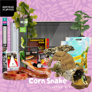 Complete Adult Corn Snake Setup - With Vivarium - Reptiles By Post
