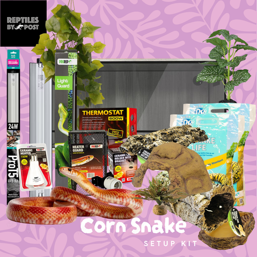 Complete Adult Corn Snake Setup - With Vivarium - Reptiles By Post