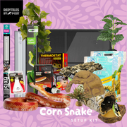 Complete Adult Corn Snake Setup - With Vivarium - Reptiles By Post