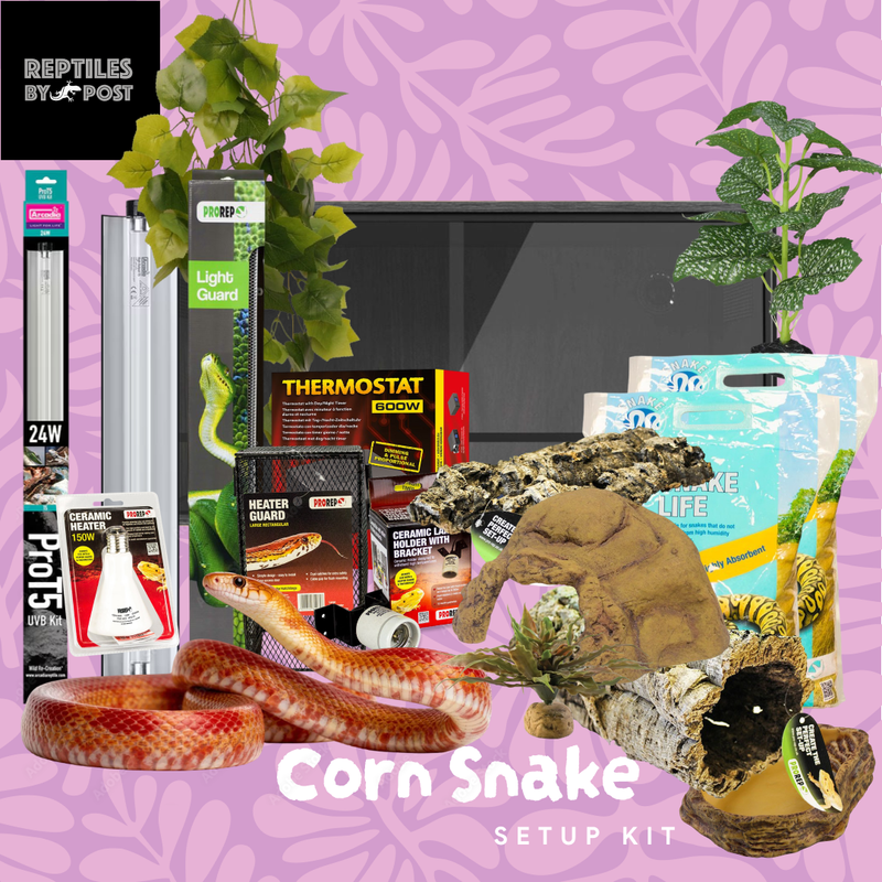 Complete Adult Corn Snake Setup - With Vivarium - Reptiles By Post
