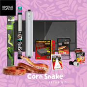 Complete Adult Corn Snake Setup - With Vivarium - Reptiles By Post