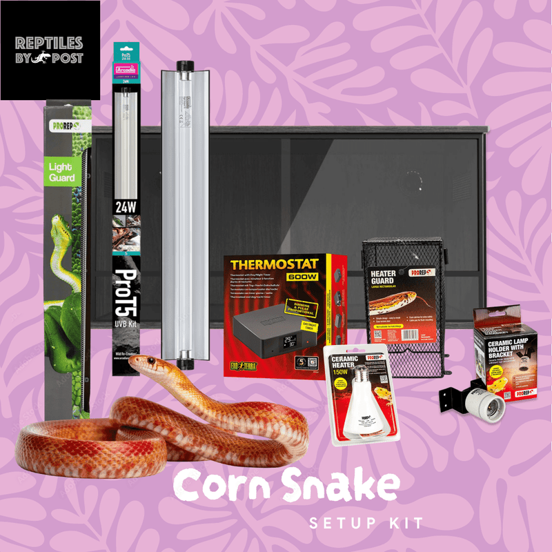 Complete Adult Corn Snake Setup - With Vivarium - Reptiles By Post