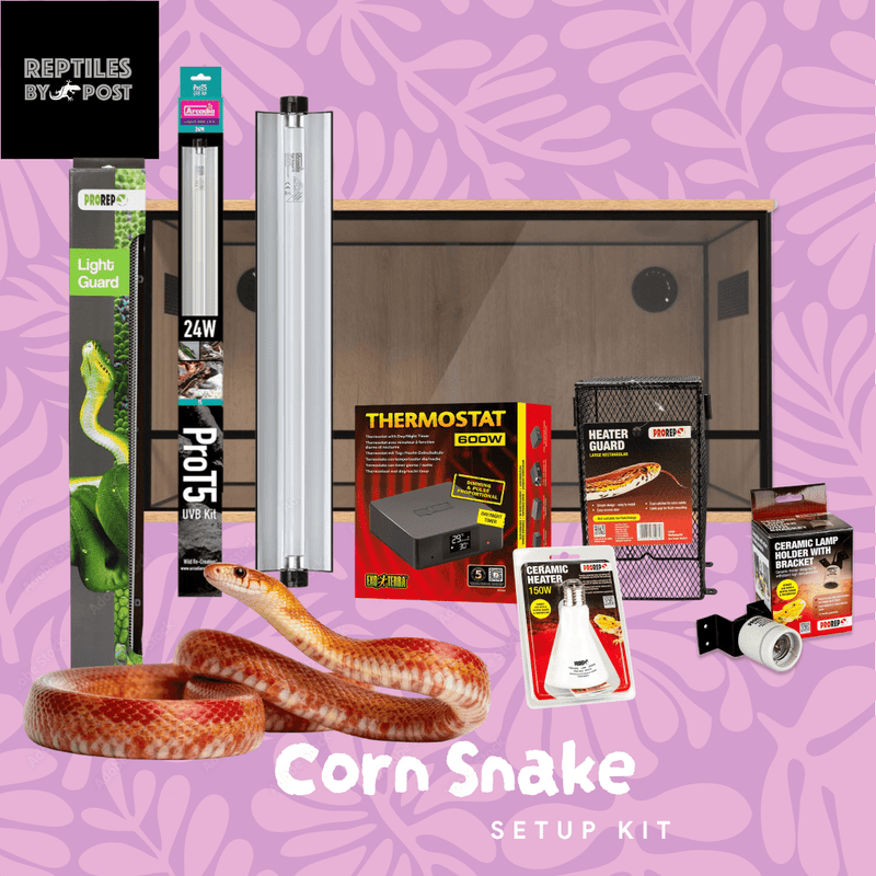 Complete Adult Corn Snake Setup - With Vivarium - Reptiles By Post