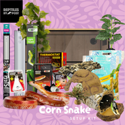 Complete Adult Corn Snake Setup - With Vivarium - Reptiles By Post