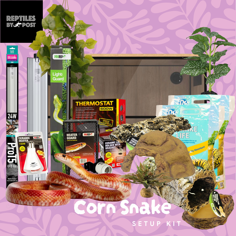 Complete Adult Corn Snake Setup - With Vivarium - Reptiles By Post