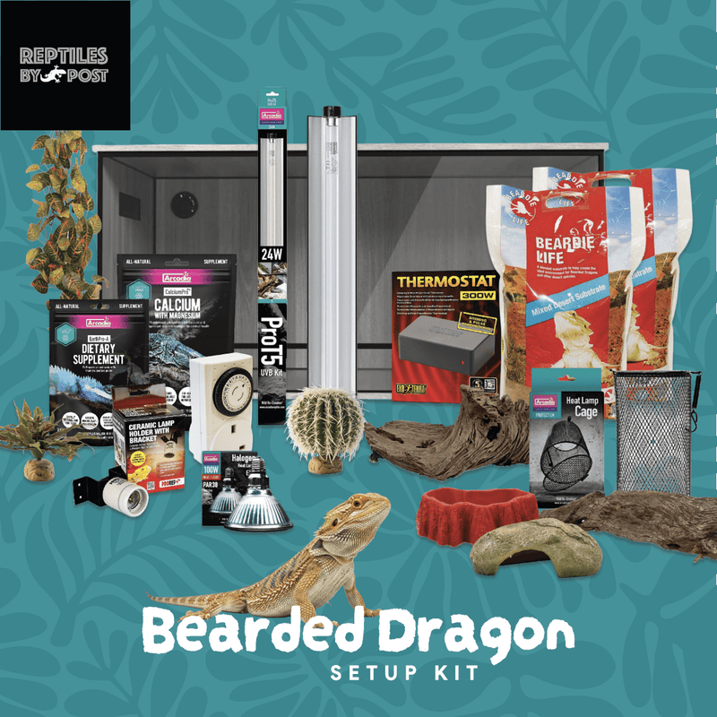 Complete Bearded Dragon Setup - With 4ft x 2ft x 2ft Vivarium - Reptiles By Post