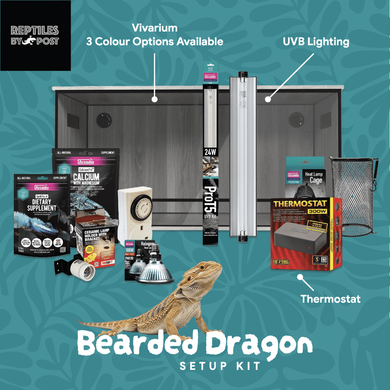 Complete Bearded Dragon Setup - With 4ft x 2ft x 2ft Vivarium - Reptiles By Post