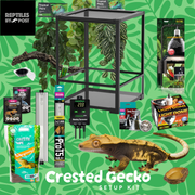 Complete Crested Gecko Set Up (with glass terrarium) - Reptiles By Post