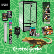 Complete Crested Gecko Set Up (with glass terrarium) - Reptiles By Post