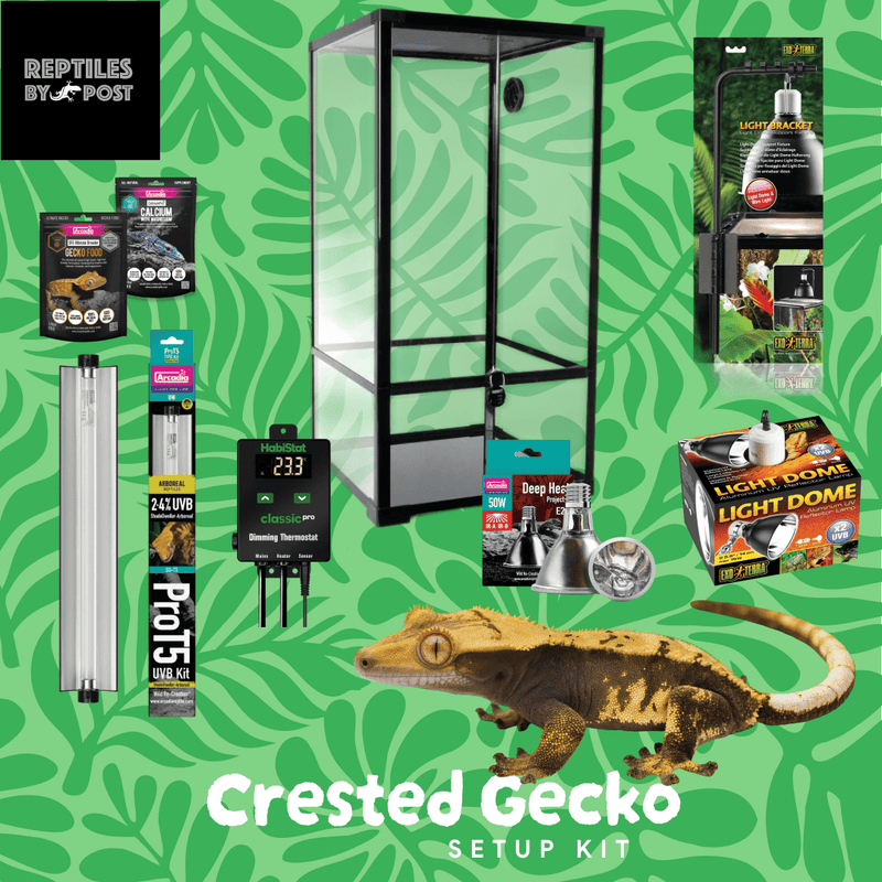 Complete Crested Gecko Set Up (with glass terrarium) - Reptiles By Post