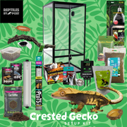 Complete Crested Gecko Set Up (with glass terrarium) - Reptiles By Post