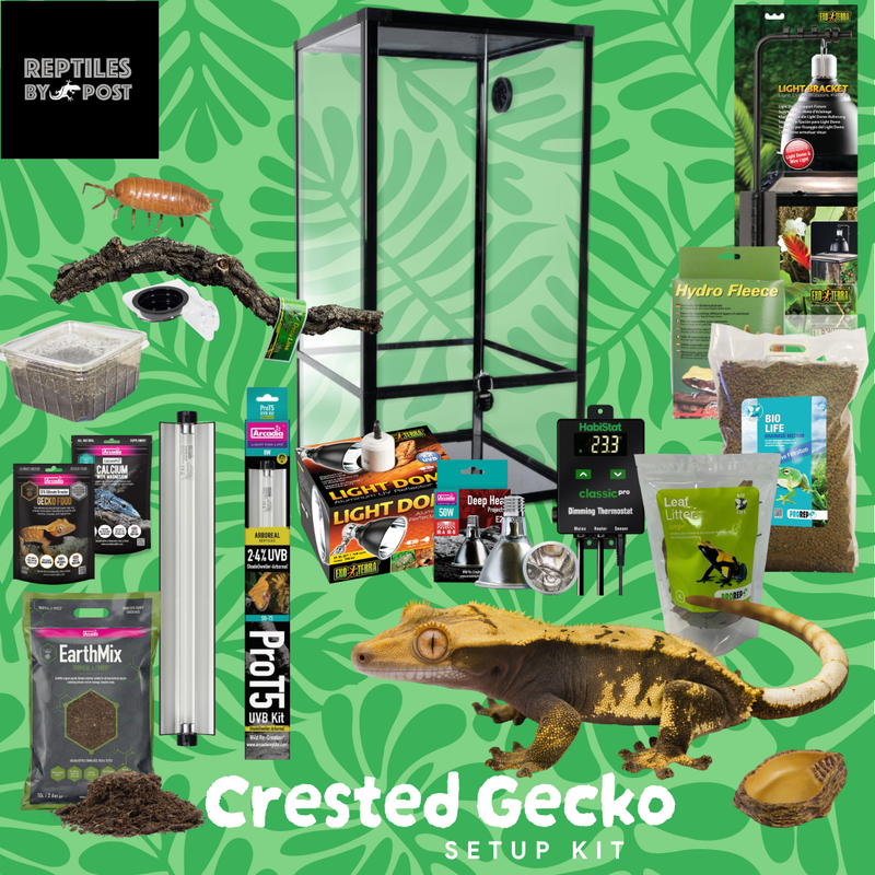Complete Crested Gecko Set Up (with glass terrarium) - Reptiles By Post