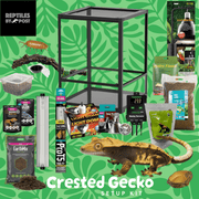 Complete Crested Gecko Set Up (with glass terrarium) - Reptiles By Post