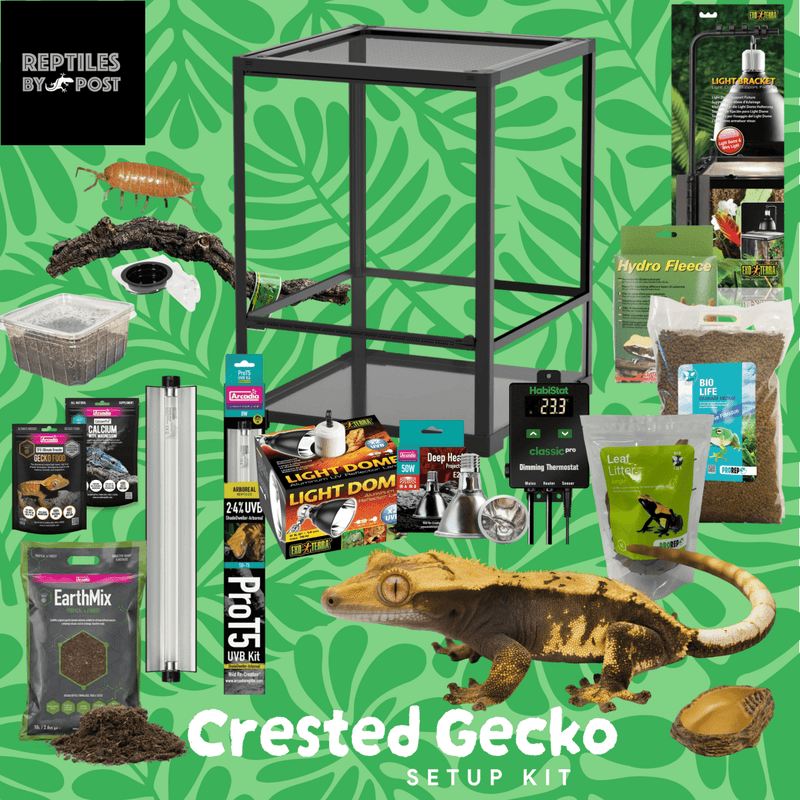 Complete Crested Gecko Set Up (with glass terrarium) - Reptiles By Post