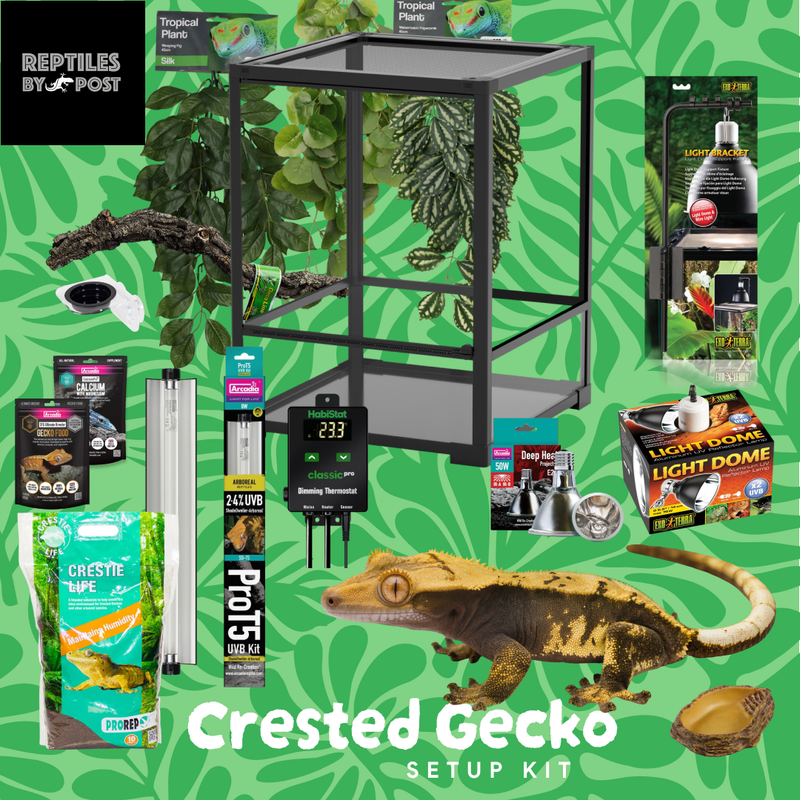 Complete Crested Gecko Set Up (with glass terrarium) - Reptiles By Post