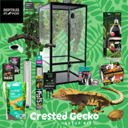 Complete Crested Gecko Set Up (with glass terrarium) - Reptiles By Post