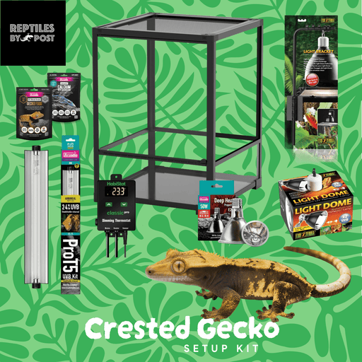 Complete Crested Gecko Set Up (with glass terrarium) - Reptiles By Post