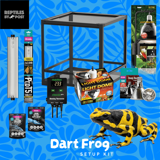 Complete Dart Frog Set Up Kit - Reptiles By Post