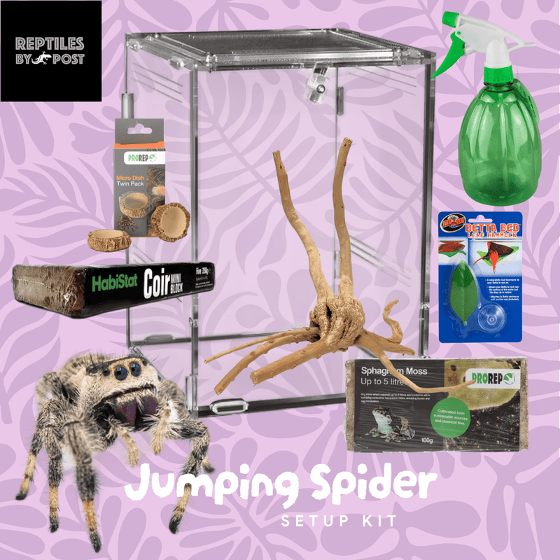 Complete Jumping Spider Setup - With Vivarium - Reptiles By Post