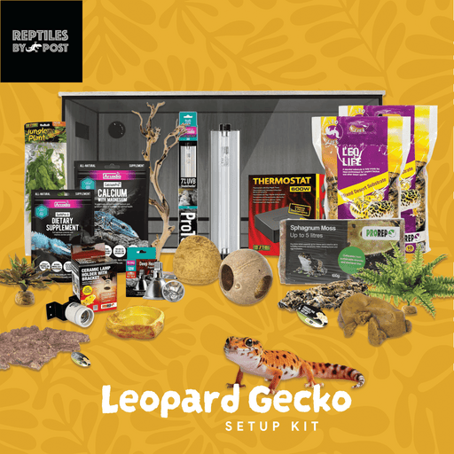 Complete Leopard Gecko Setup - With 3ft x 1.5ft x 1.5ft Vivarium - Reptiles By Post