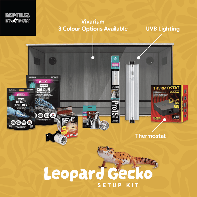Complete Leopard Gecko Setup - With 3ft x 1.5ft x 1.5ft Vivarium - Reptiles By Post