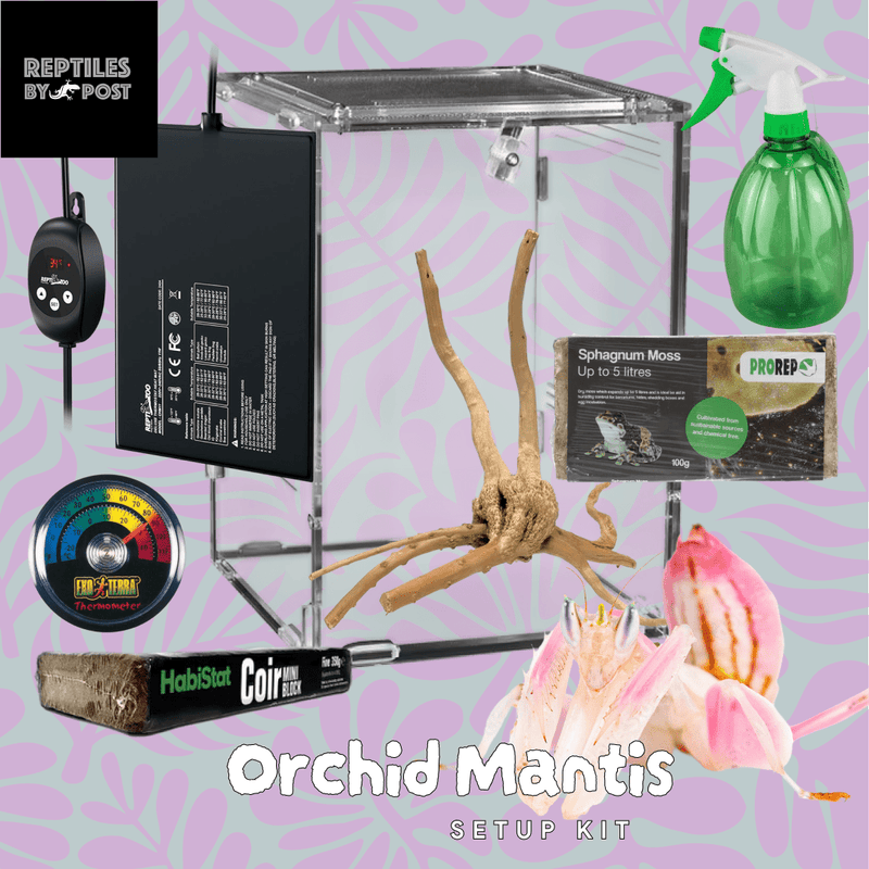 Complete Orchid Mantis Setup - Reptiles By Post