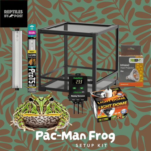 Complete Pac-Man Frog SetUp Kit - Reptiles By Post