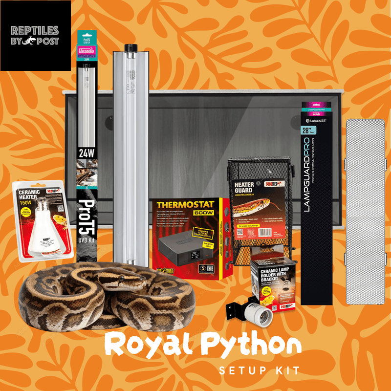 Complete Royal Python Set up Kit With Vivarium - Reptiles By Post