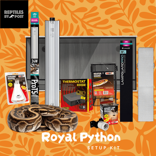 Complete Royal Python Set up Kit With Vivarium - Reptiles By Post