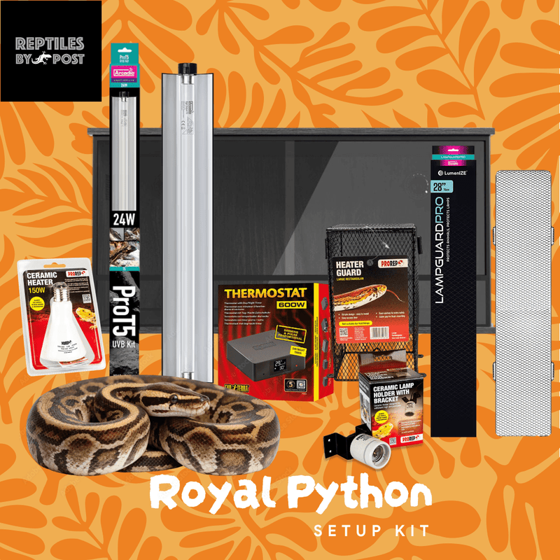 Complete Royal Python Set up Kit With Vivarium - Reptiles By Post