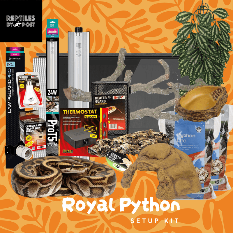 Complete Royal Python Set up Kit With Vivarium - Reptiles By Post