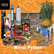 Complete Royal Python Set up Kit With Vivarium - Reptiles By Post