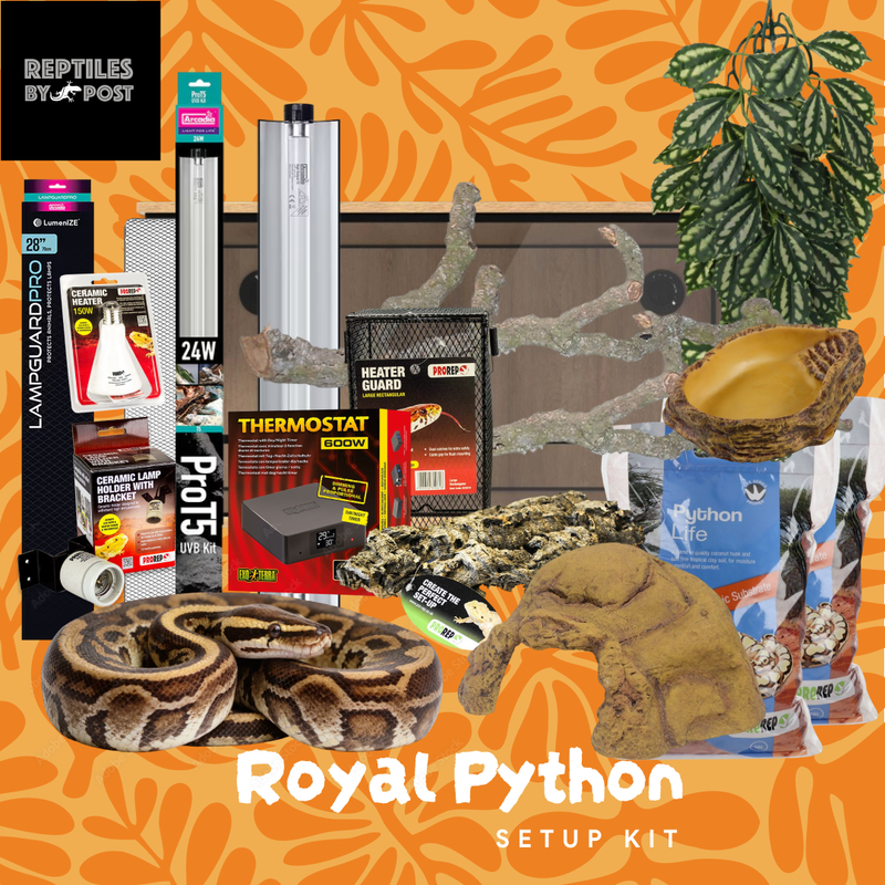 Complete Royal Python Set up Kit With Vivarium - Reptiles By Post
