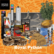 Complete Royal Python Set up Kit With Vivarium - Reptiles By Post