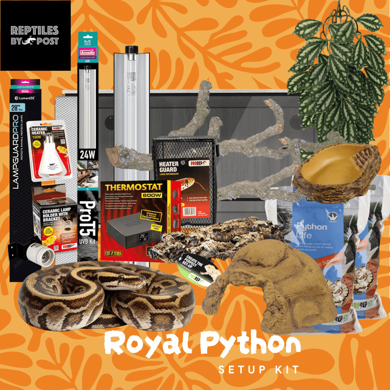 Complete Royal Python Set up Kit With Vivarium - Reptiles By Post