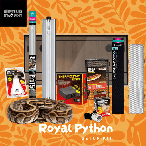 Complete Royal Python Set up Kit With Vivarium - Reptiles By Post