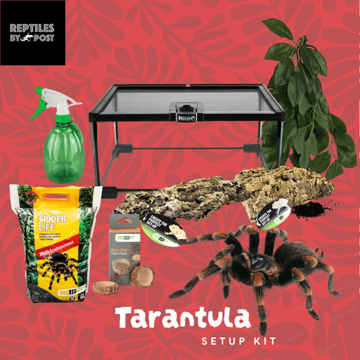 Complete Tarantula Set Up Kit (with vivarium) - Reptiles By Post