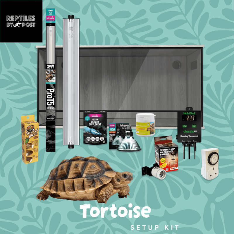 Complete Tortoise Setup - With 4ft x 2ft x 2ft Vivarium - Reptiles By Post