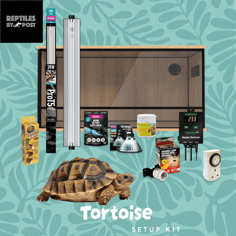 Complete Tortoise Setup - With 4ft x 2ft x 2ft Vivarium - Reptiles By Post