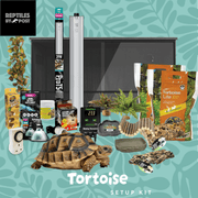 Complete Tortoise Setup - With 4ft x 2ft x 2ft Vivarium - Reptiles By Post