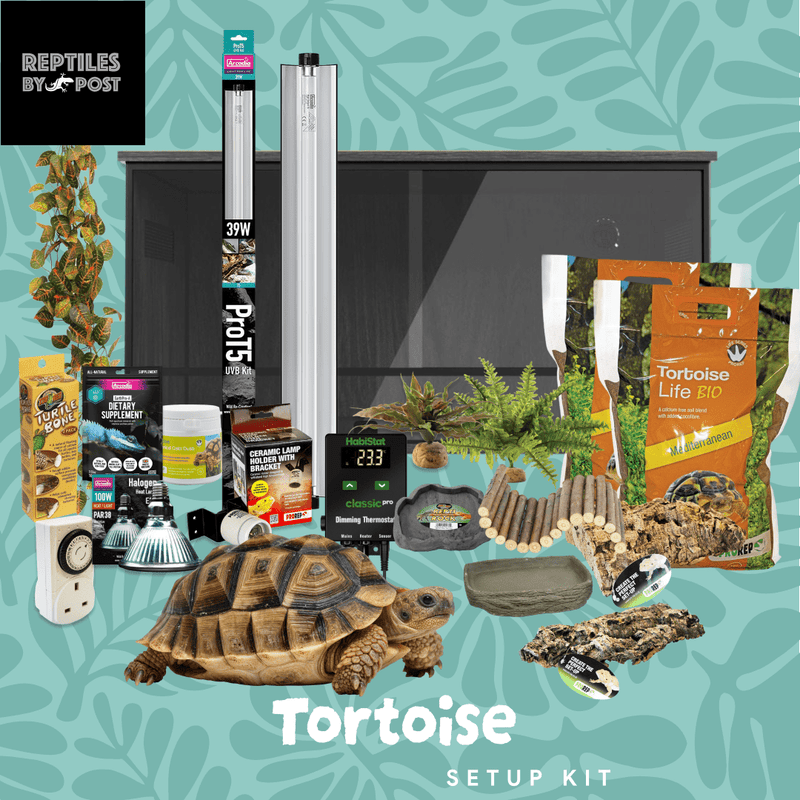 Complete Tortoise Setup - With 4ft x 2ft x 2ft Vivarium - Reptiles By Post