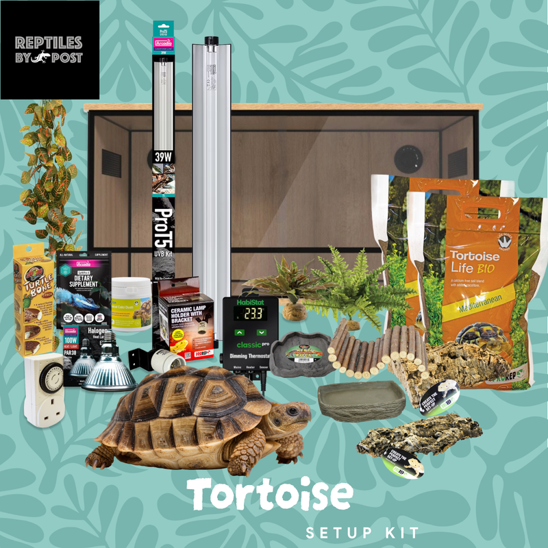 Complete Tortoise Setup - With 4ft x 2ft x 2ft Vivarium - Reptiles By Post