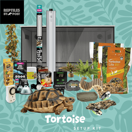 Complete Tortoise Setup - With 4ft x 2ft x 2ft Vivarium - Reptiles By Post